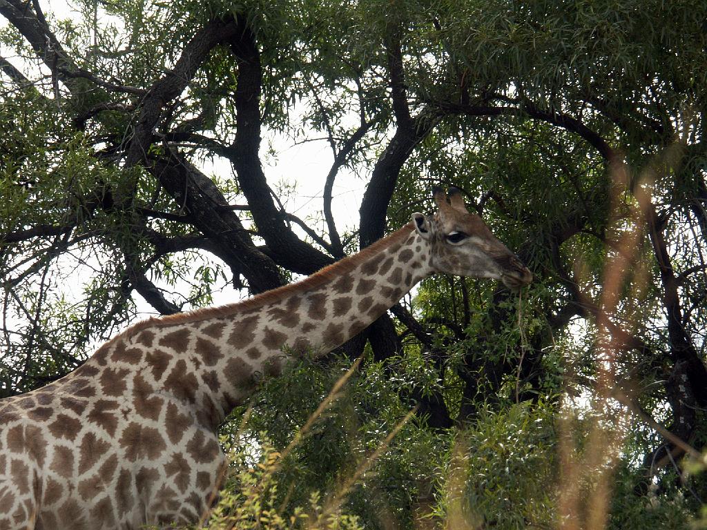 090516_Pilanesberg 108.jpg